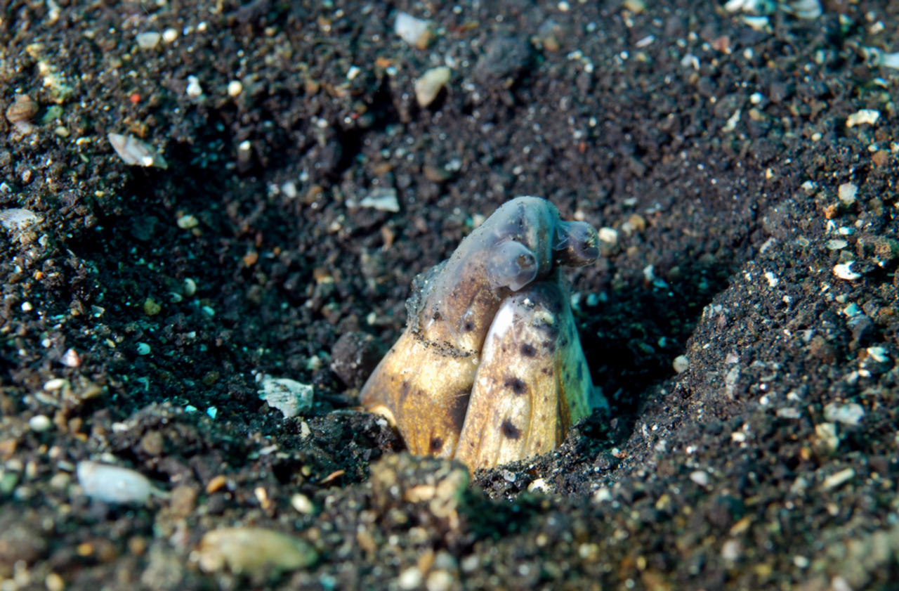 Ophichthus cephalozona (Anguilla serpente sella bianca)